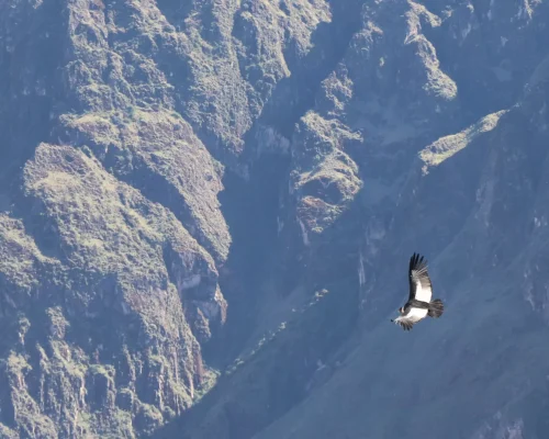 la cruz del condor1